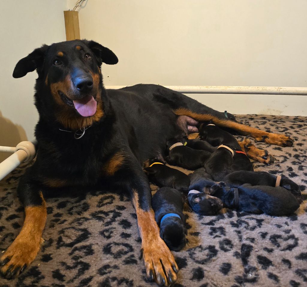 chiot Berger de Beauce Du Haras Des Places