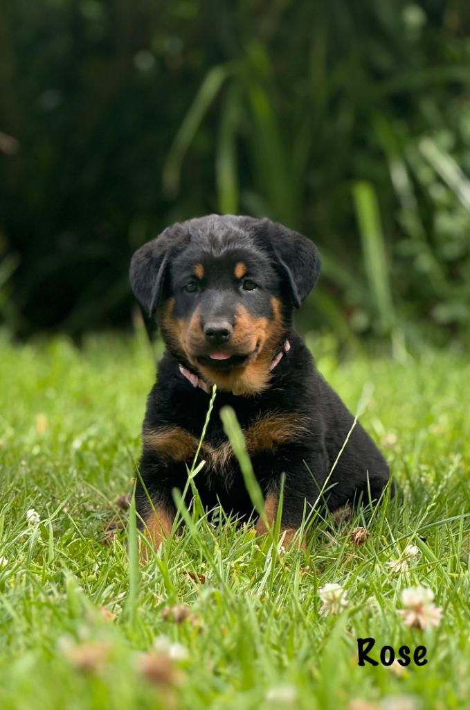 Du Haras Des Places - Chiots disponibles - Berger de Beauce