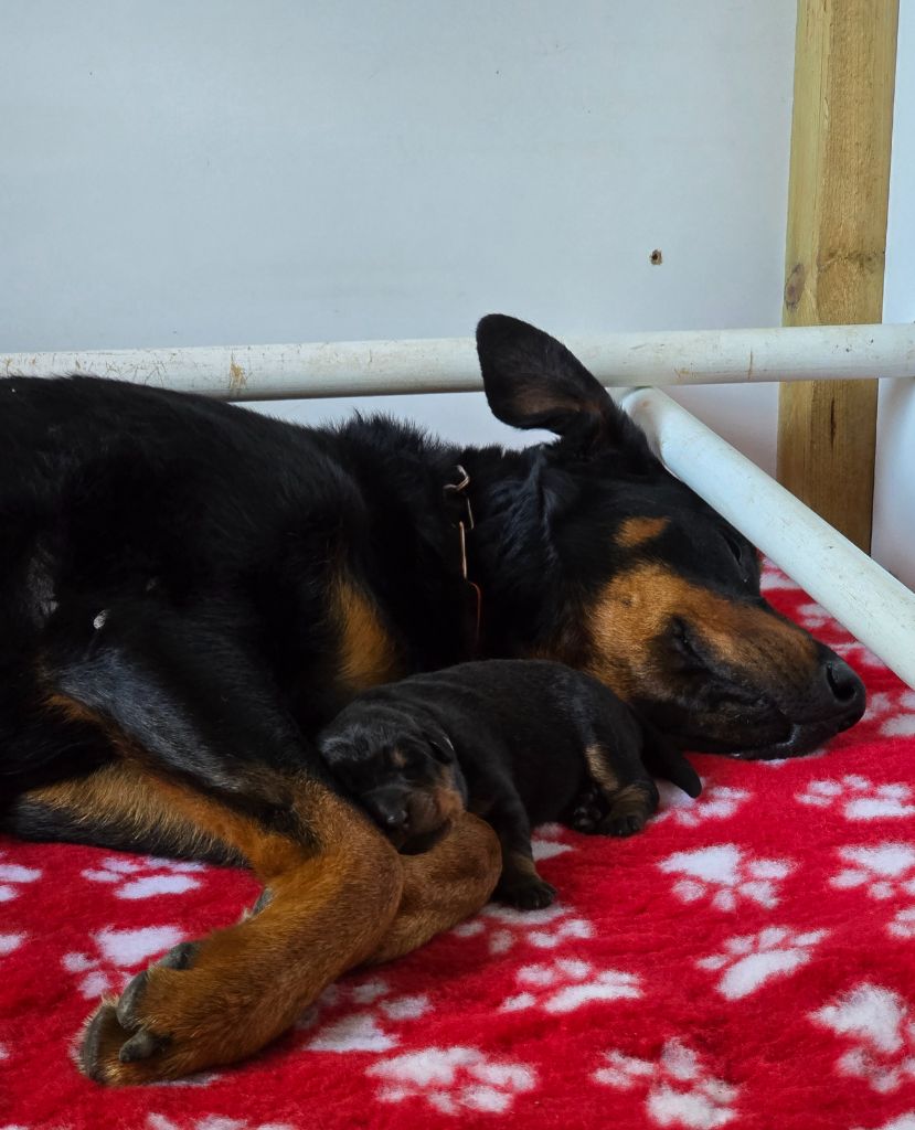 Du Haras Des Places - Chiots disponibles - Berger de Beauce