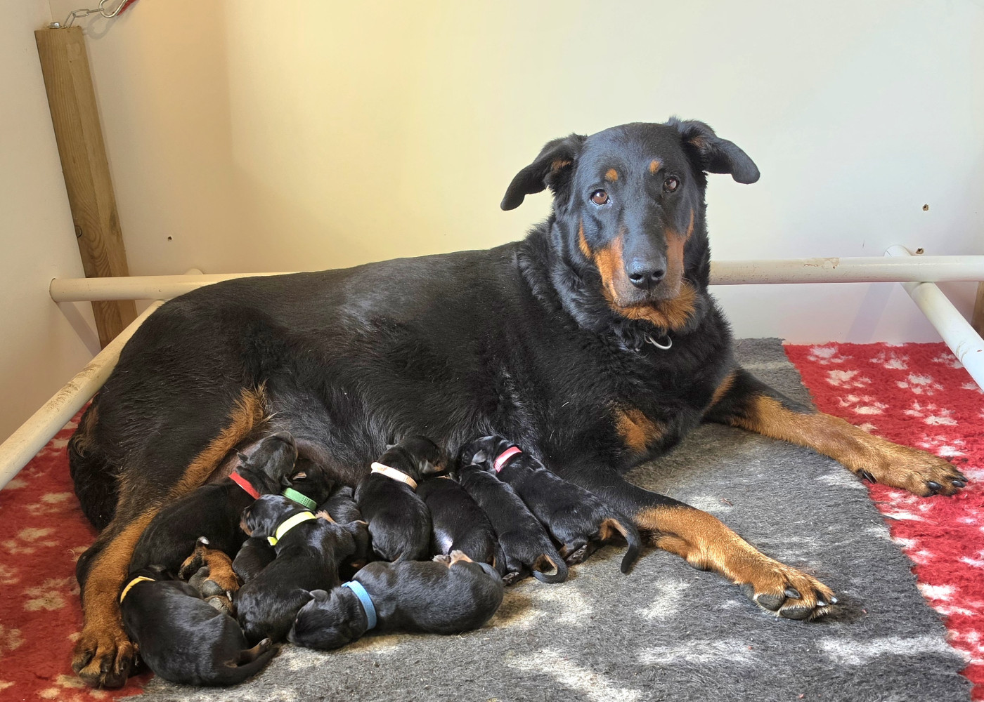 Chiot Berger de Beauce Du Haras Des Places