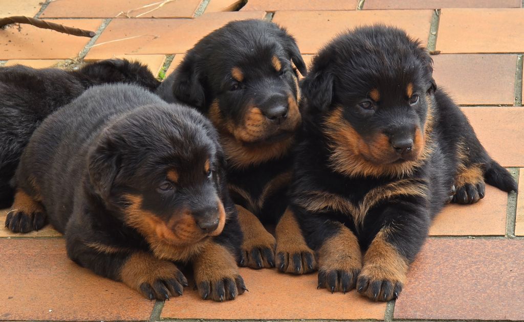 Du Haras Des Places - Chiots disponibles - Berger de Beauce