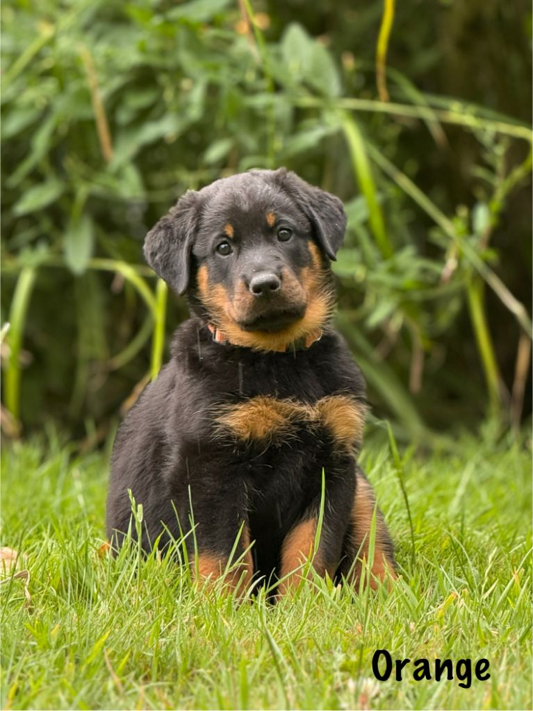 Du Haras Des Places - Chiots disponibles - Berger de Beauce