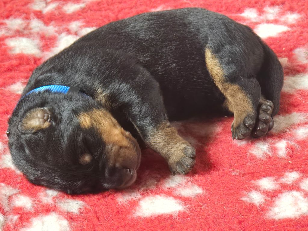 Du Haras Des Places - Chiots disponibles - Berger de Beauce