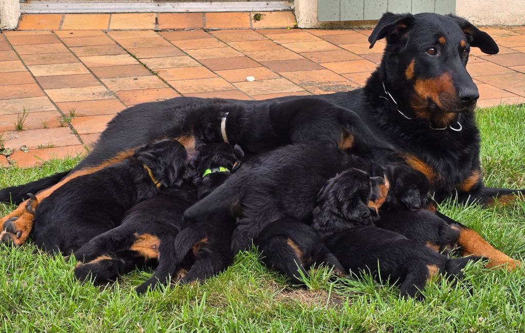 Du Haras Des Places - Chiots disponibles - Berger de Beauce