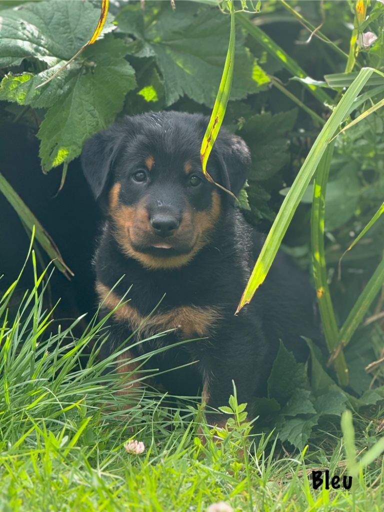 Du Haras Des Places - Chiots disponibles - Berger de Beauce