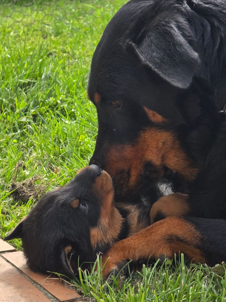 Du Haras Des Places - Chiots disponibles - Berger de Beauce