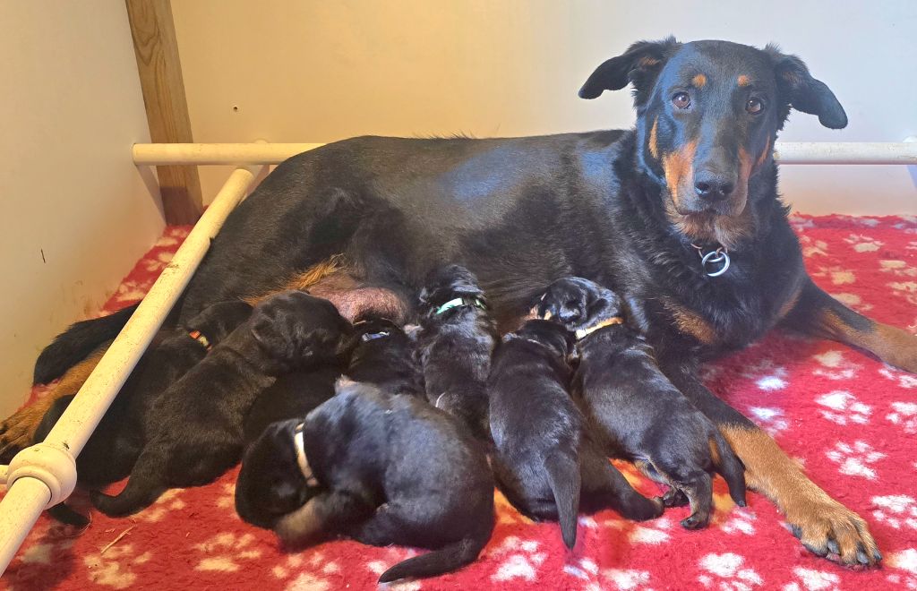 Du Haras Des Places - Chiots disponibles - Berger de Beauce