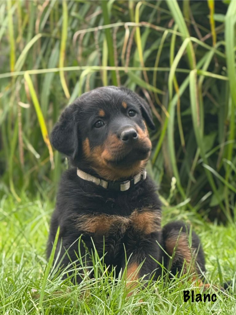 Du Haras Des Places - Chiots disponibles - Berger de Beauce