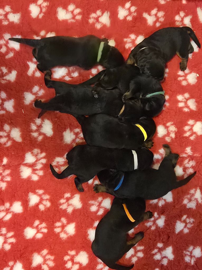 Du Haras Des Places - Chiots disponibles - Berger de Beauce