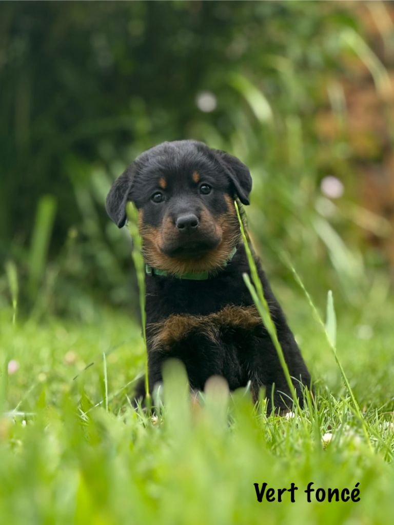 Du Haras Des Places - Chiots disponibles - Berger de Beauce