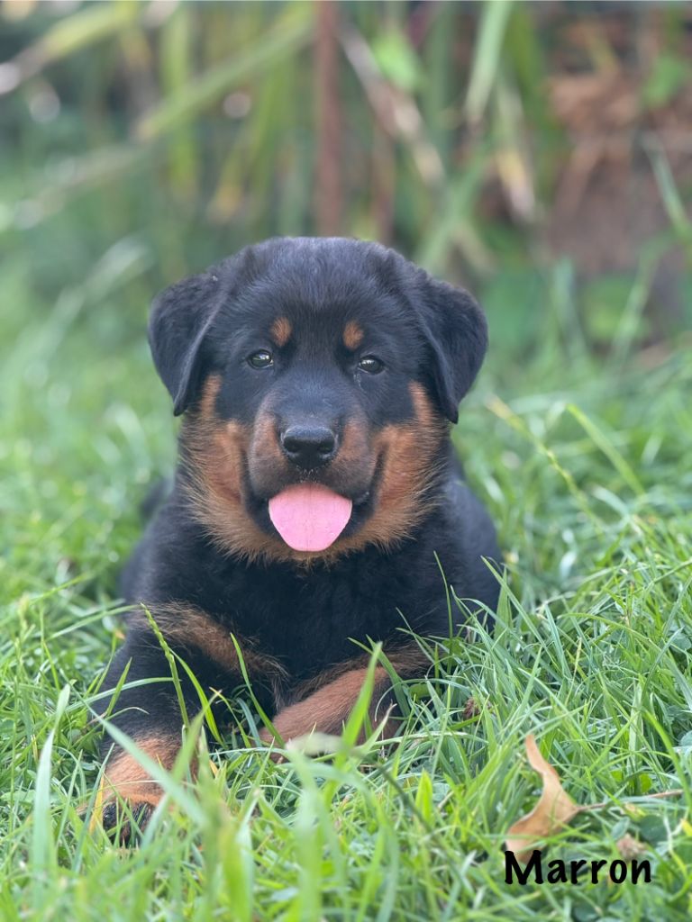 Du Haras Des Places - Chiots disponibles - Berger de Beauce