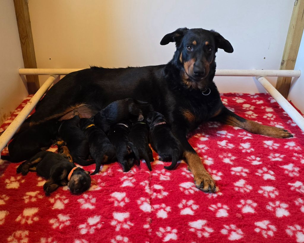 Du Haras Des Places - Chiots disponibles - Berger de Beauce