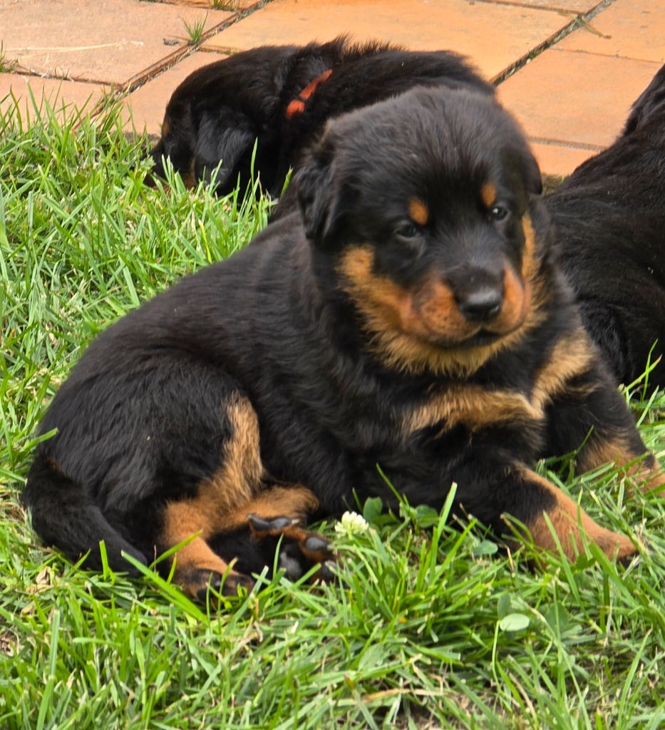 Du Haras Des Places - Chiots disponibles - Berger de Beauce