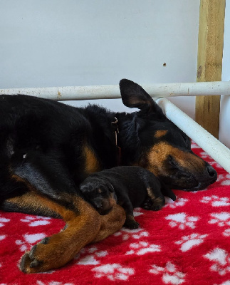 CHIOT