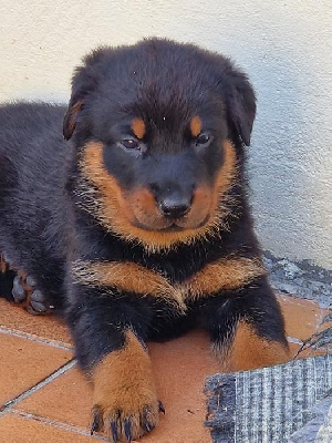 CHIOT 5