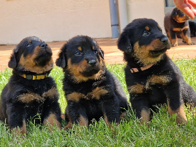 CHIOT 3