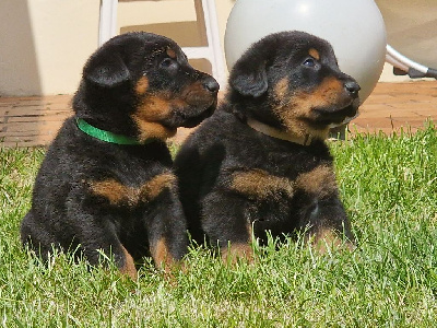 CHIOT 2