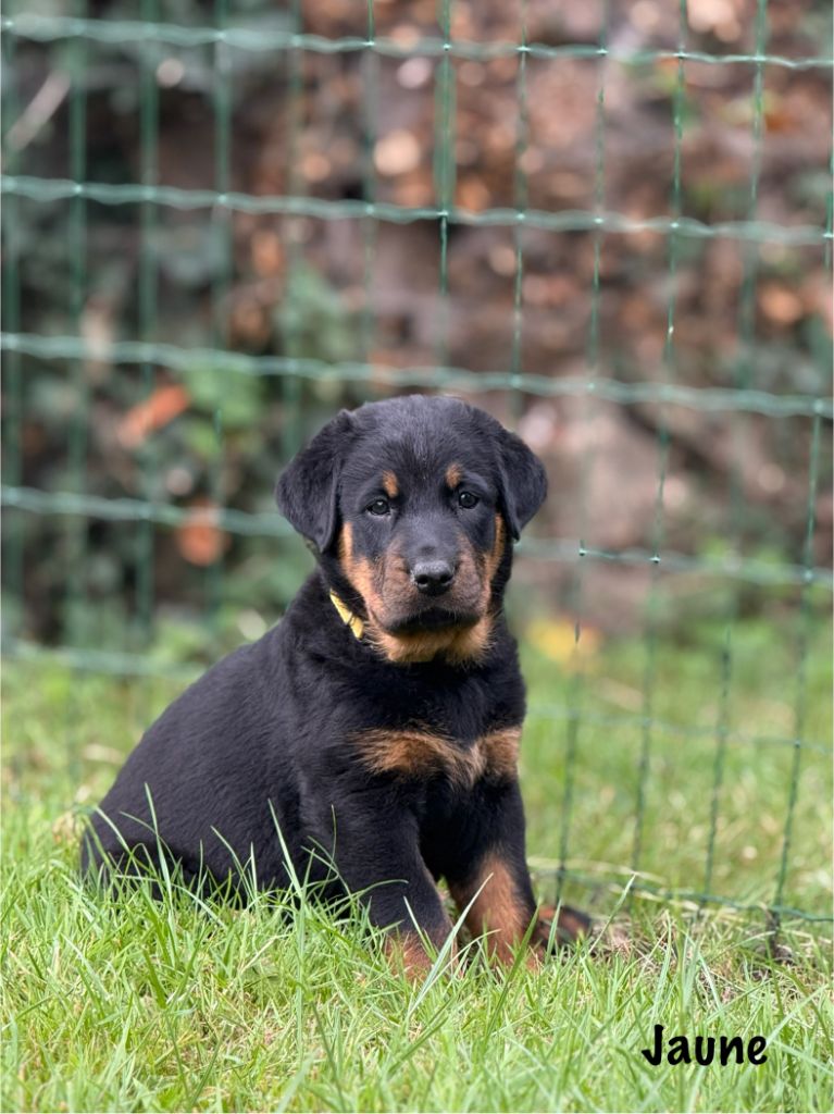 Du Haras Des Places - Chiots disponibles - Berger de Beauce