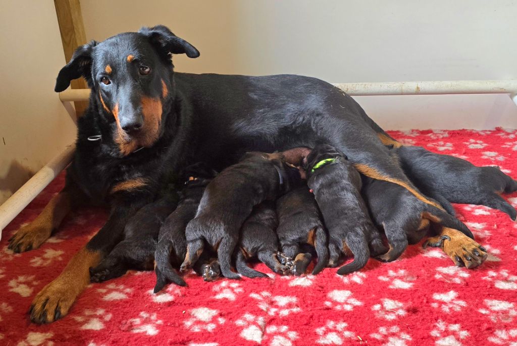 Du Haras Des Places - Chiots disponibles - Berger de Beauce