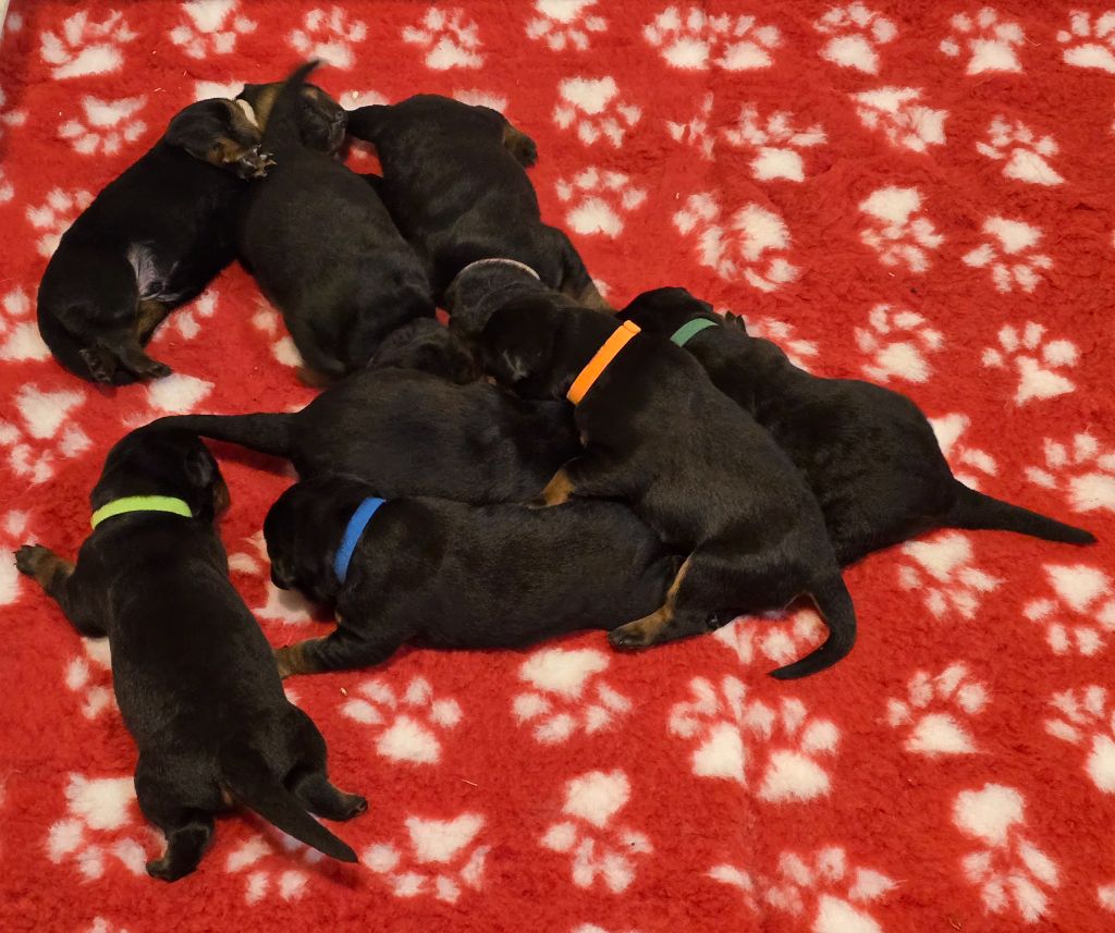 Du Haras Des Places - Chiots disponibles - Berger de Beauce