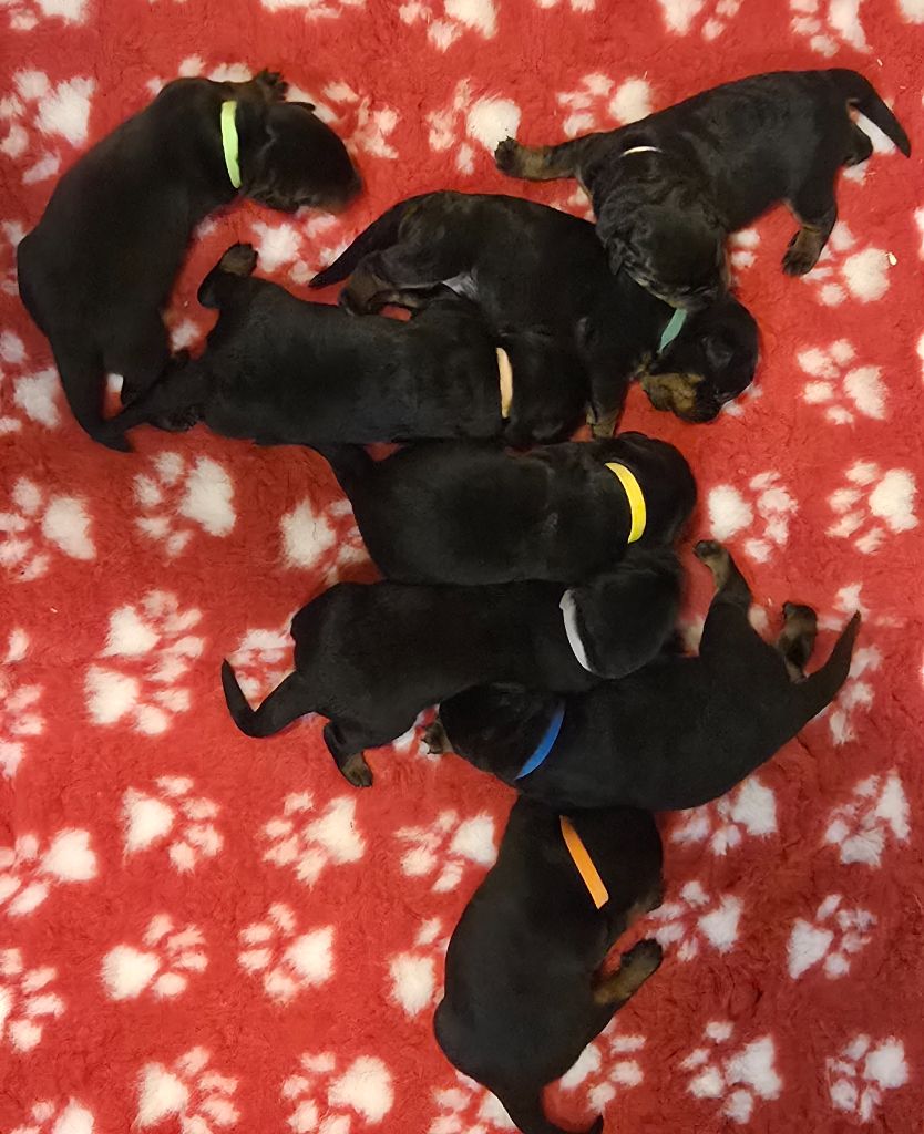 Du Haras Des Places - Chiots disponibles - Berger de Beauce